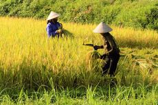 Rancang Beras Berprotein Hewani, Pelajar Indonesia Catatkan Prestasi