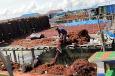 Kisah Tamuddin, Pembudidaya Rumput Laut Pertama di Nunukan yang Sempat Dituding Gila