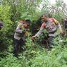 2 Orang Ditangkap, Tanam Ratusan Batang Ganja di Lereng Curam Semeru