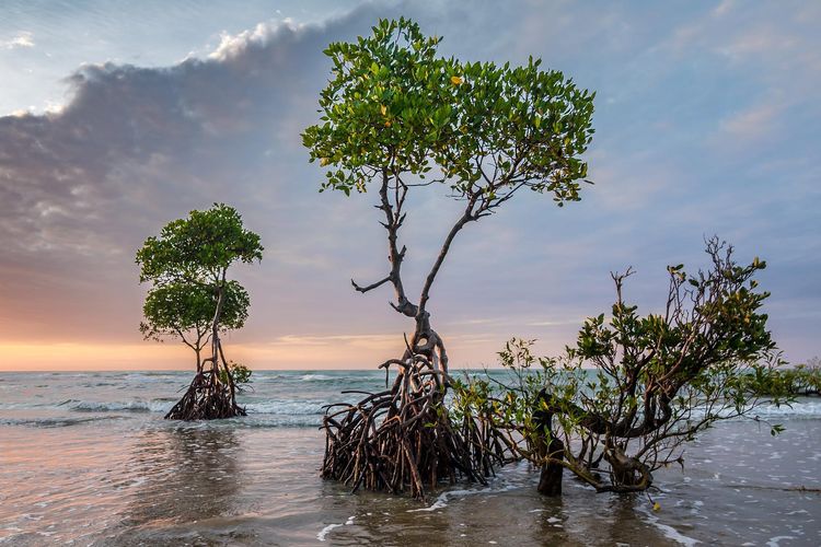 Pohon bakau merupakan tanaman halofit yang hidup di lingkungan air asin. 