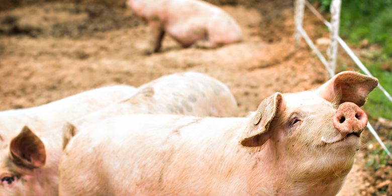 Indonesian Health Ministry on Alert for New Swine Flu Strain