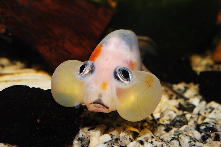 Ilustrasi ikan mas koki jenis Bubble Eye.