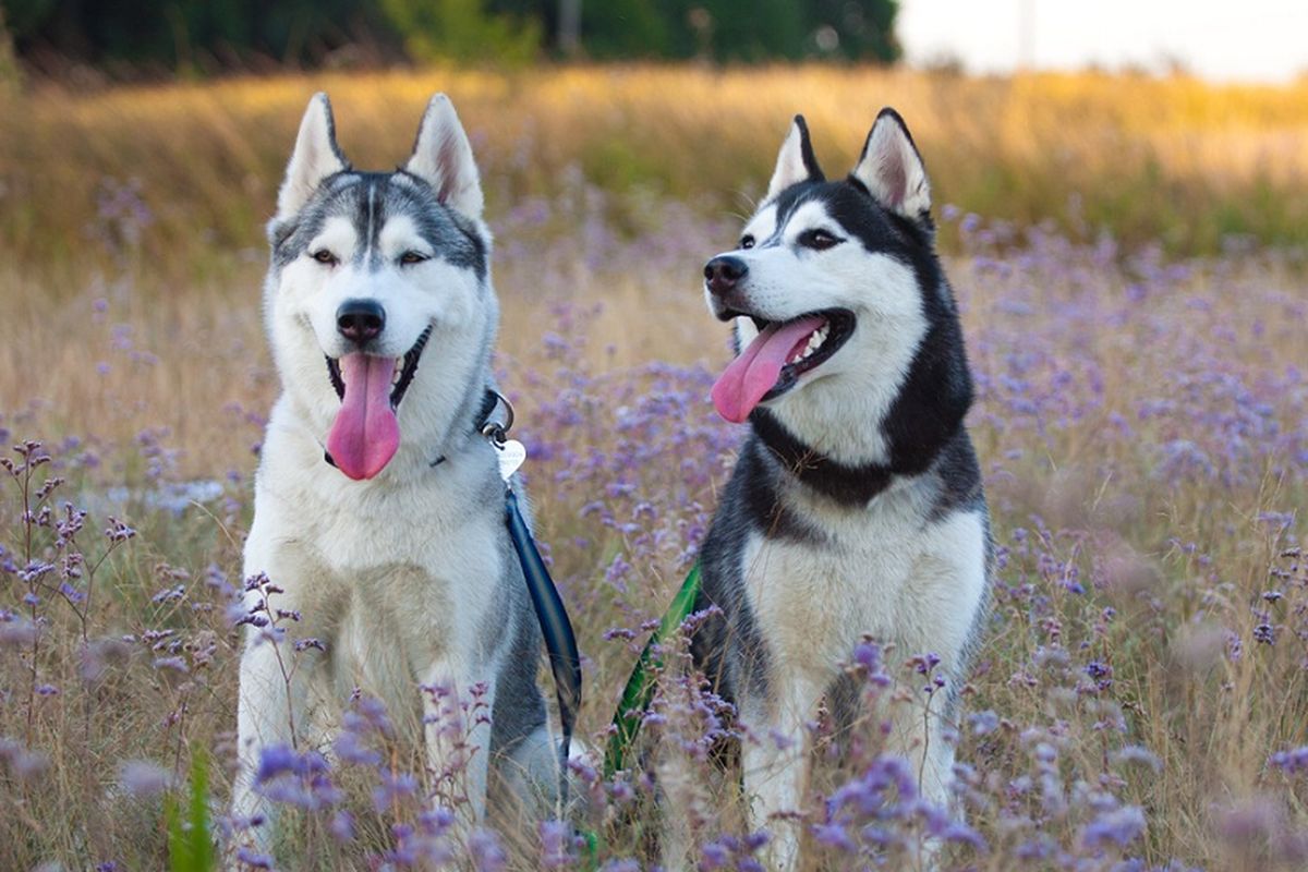 Ilustrasi anjing Husky.