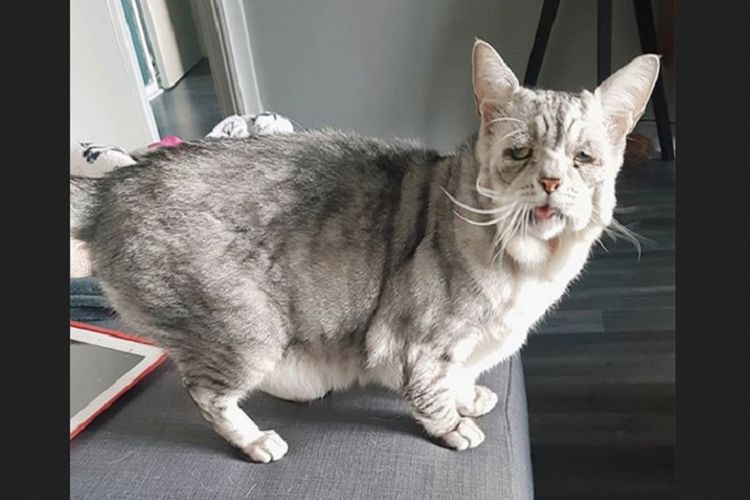 Toby, kucing berusia enam tahun dengan Sindrom Ehlers-Danlos (EDS).