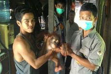 Orangutan Berumur 1 Tahun Diserahkan Warga ke BKSDA