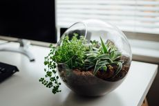 Panduan Lengkap Membuat Terrarium, Kebun Mini Dalam Wadah Kaca