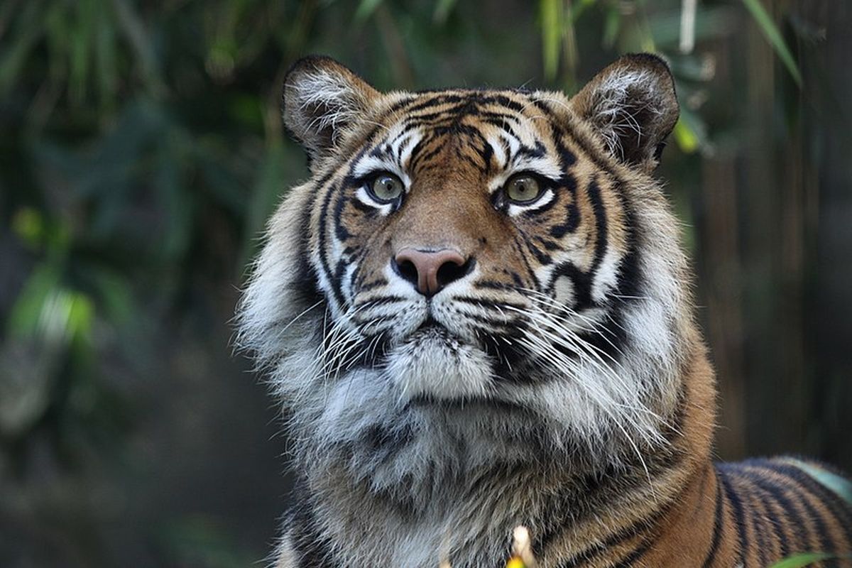 Harimau sumatera merupakan salah atu fauna endemik Indonesia yang terancam punah.