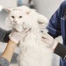 5 Fakta Penting soal Steril Kucing, Sarat Manfaat untuk Anabul