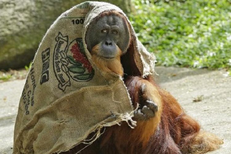 Orang utan Sumatera bernama Satria ini menemukan cara unik untuk mengurangi sengatan panas yang menerpa tubuhnya.