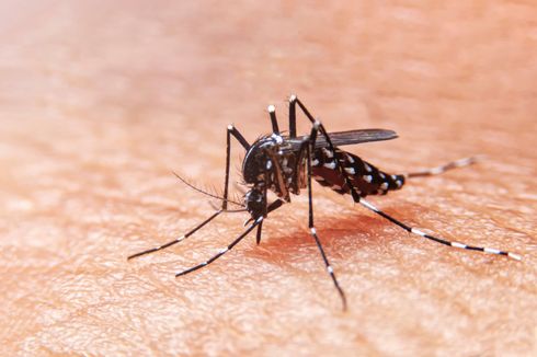 DBD Masih Jadi PR di Indonesia, Nyamuk Dengue Perlu Dikendalikan 