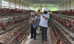 Gus Halim: Keberhasilan Peternakan Telur BUMDes Lalang Jaya Bisa Dicontoh Desa Lain