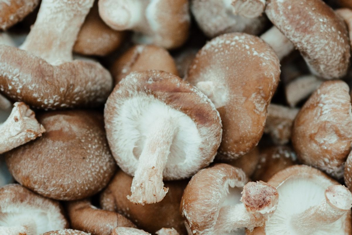 Jamur Shiitake