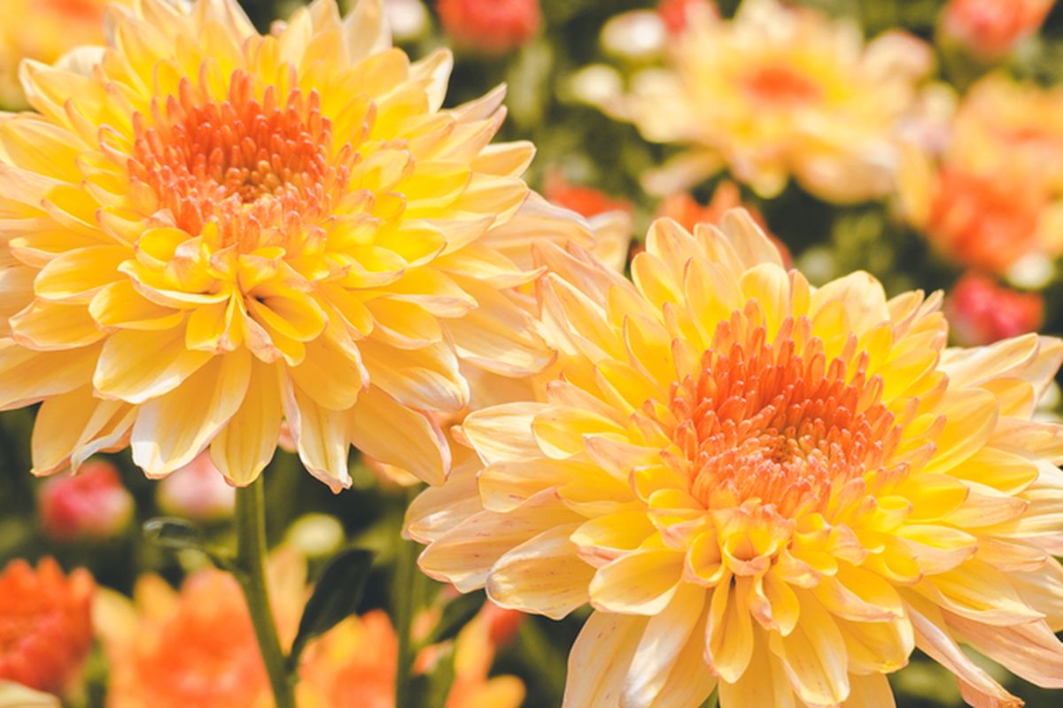 Ilustrasi bunga krisan.