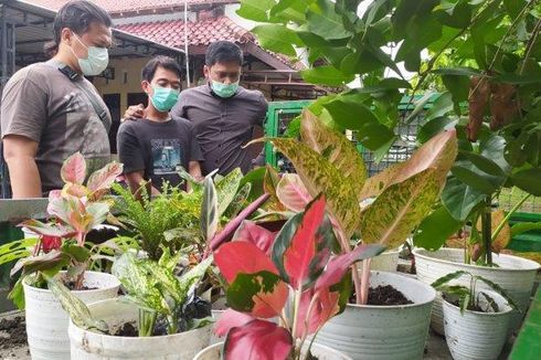 Pengakuan Pencuri 30 Tanaman Hias di Lamongan: Untuk Diletakkan di Rumah, karena...