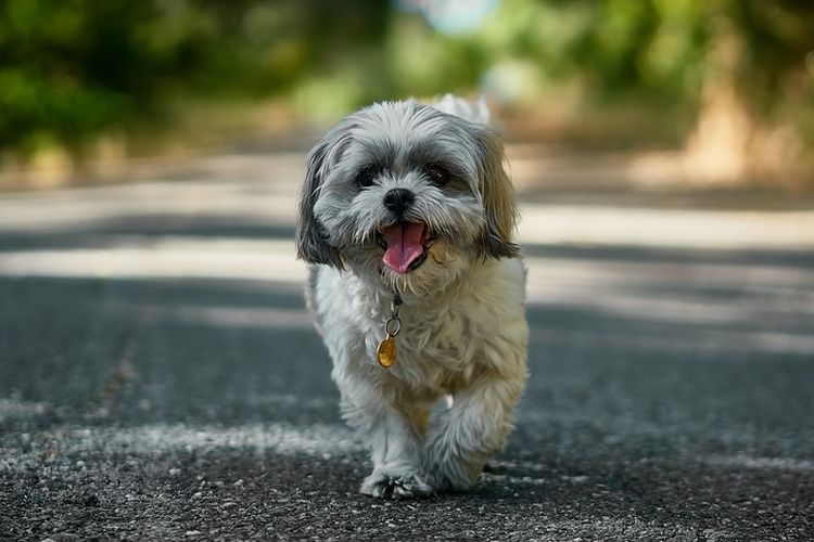 Ilustrasi ras anjing Shih tzu