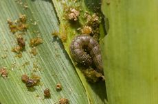 Cara Membuat Pestisida untuk Ulat Grayak pada Tanaman Jagung