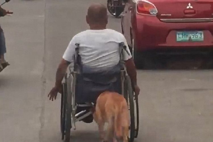 Seekor anjing berbulu cokelat terlihat mendorong kursi roda majikannya di sebuah ruas jalan di kota Davao, Filipina.