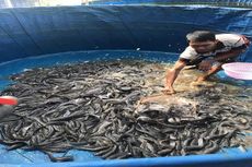 Budidaya Lele Kolam Biofolk di Jabar Bisa Raih Rp 4 Juta per Bulan, Ini Caranya