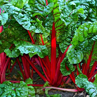 Ilustrasi tanaman swiss chard. 