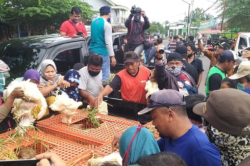 Harga Ayam Anjlok, Pemerintah Siap Beli Ayam Peternak Rakyat di Jatim