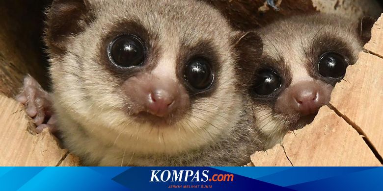 Lemur’s Aging Secret