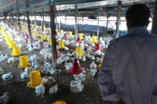 Dua Sertifikasi Ini Jadi Kunci Tingkatkan Ekspor Telur dan Daging Ayam
