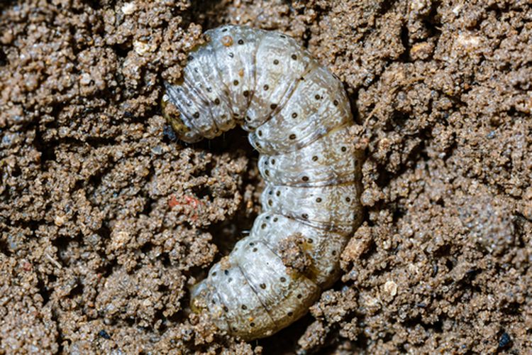 Ilustrasi ulat tanah pada tanaman jagung