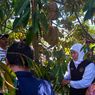 Durian Arjuna yang Ditanam Keluarganya Jadi Favorit Gubernur Khofifah, Sulasmi Sebut Pohonnya Berusia 150 Tahun