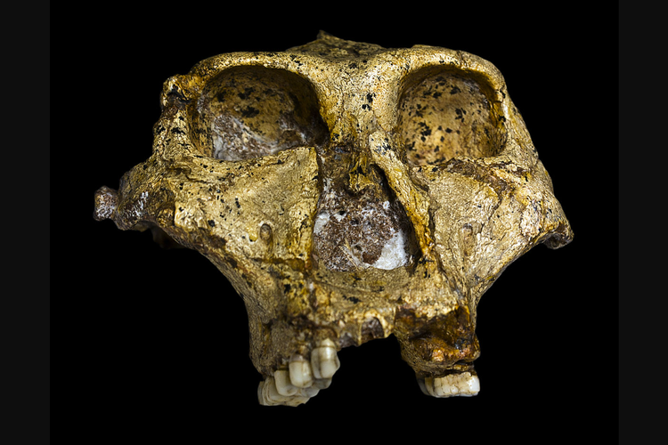 Fosil tengkorak Paranhropus Robustus atau Australopithecus Robustus ditemukan oleh Robert Broom di Afrika Selatan pada tahun 1938