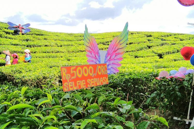 Hamparan kebun teh di Bah Butong, Kecamatan Sidamanik, Kabupaten Simalungun, Rabu (2/1/2019).