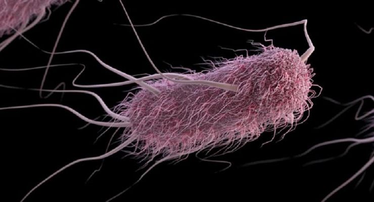 Bakteri Punya Ingatan yang Diwariskan dari Generasi ke Generasi 
