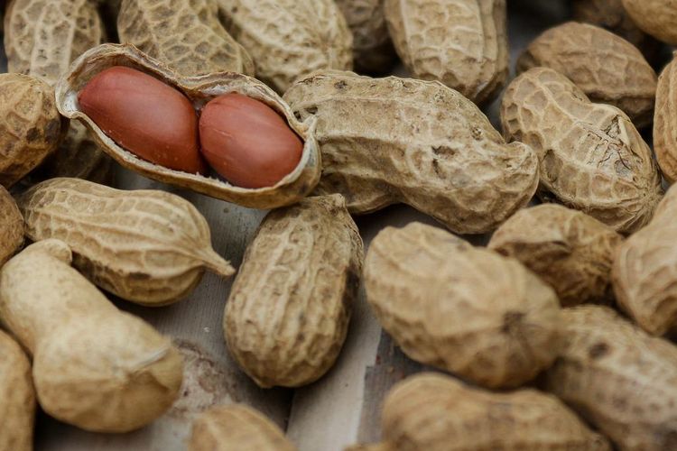 Ilustrasi kacang, kulit kacang. 