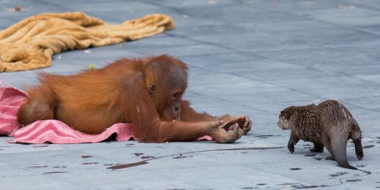 Sini... Anak orangutan bernama Berani menawarkan sesuatu ke berang-berang.