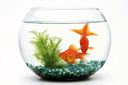 Ini Alasan Mengapa Ikan Tidak Baik Dipelihara di Dalam Fish Bowl