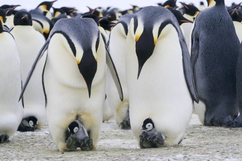 Kekuatan Kotoran, Ungkap Keberadaan Koloni Penguin Kaisar yang Tersembunyi