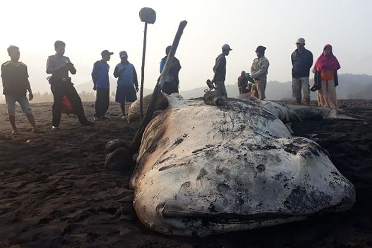 Hewan laut terdampar di pesisir Lumajang, Jawa Timur.
