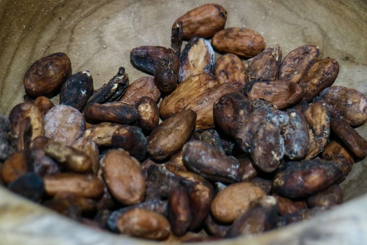 Ilustrasi biji kakao.