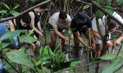 Pengalaman Ikut Tanam Bibit Mangrove, Turun ke Lahan Berlumpur