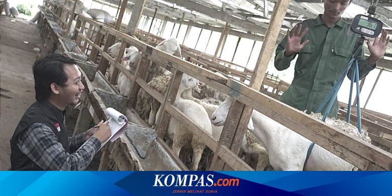 Jelang Idul Adha, Dompet Dhuafa Terjunkan Tim QC THK untuk Lakukan Pemeriksaan Kualitas dan Kelayakan Hewan Ternak