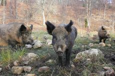 Pemburu Tewas Diserang Babi Hutan di Jerman