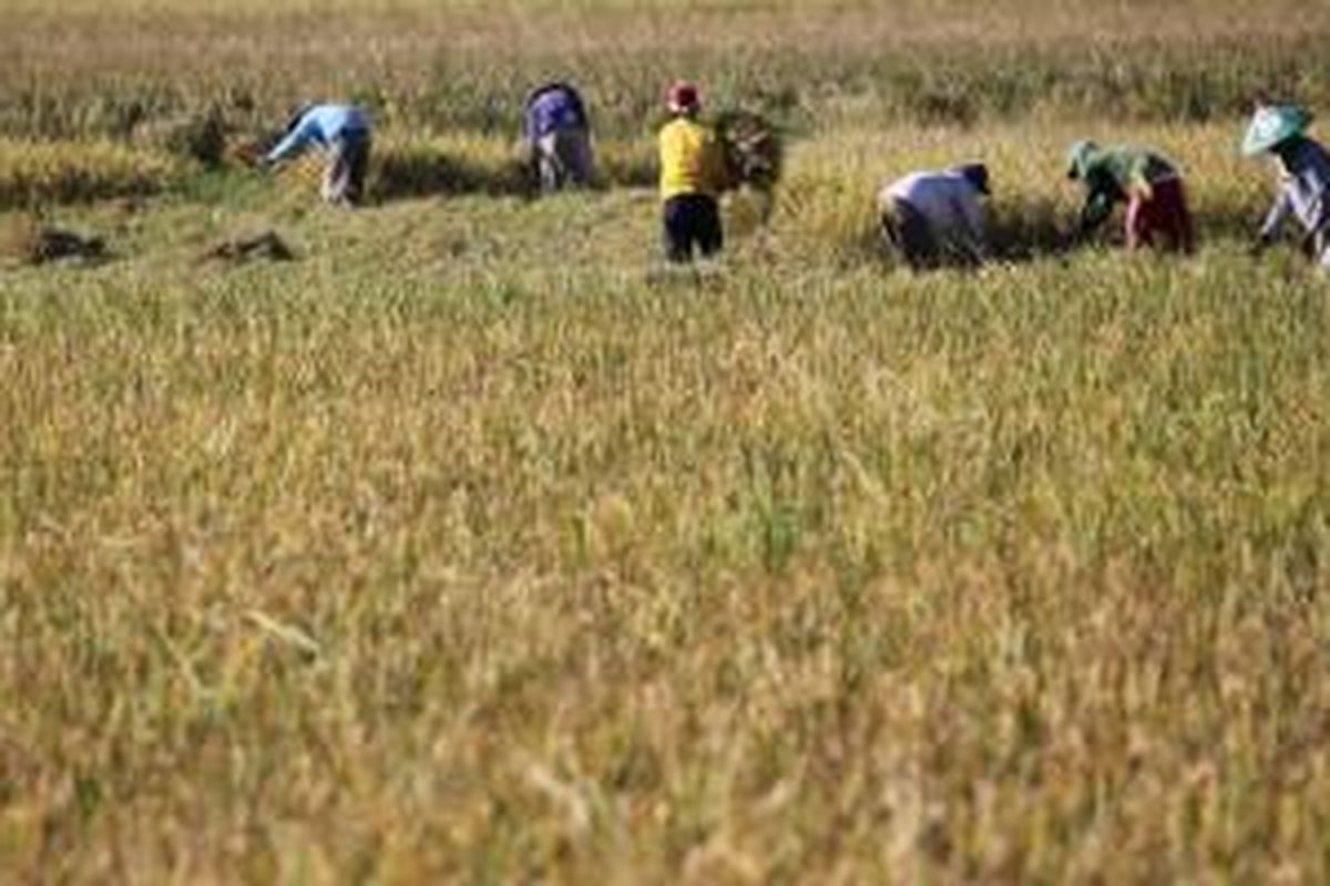 Petani memanen padinya di Kecamatan Limboto, Kabupaten Gorontalo, Sulawesi Utara, Kamis (21/8/2014). Pemerintah Gorontalo berupaya memaksimalkan harga komoditi di resi gudang dari harga jual pasaran petani termasuk gabah untuk memberikan kepastian harga jual yang tinggi bagi petani dan kecukupan pasokan. KOMPAS/Lucky Pransiska