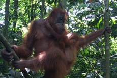 Wisatawan Bisa Jadi Penyebar Covid-19 ke Orangutan, Ini Penjelasannya