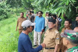 Bupati Cirebon Cabut Semua Temuan Sawit: Akan Ditanam Mangga Gincu