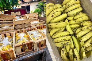Kronologi Pesanan Pisang Rp 2,1 Juta untuk Dapur MBG Mendadak Batal, Pedagang Curiga Berurusan dengan Calo