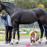 Kuda Poni Setinggi 50 Cm Bersiap Raih Rekor Kuda Terkecil di Dunia