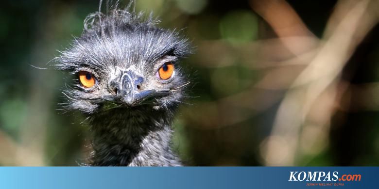Seekor Emu Mati Terjangkit Virus H5n8 Kebun Binatang Ditutup