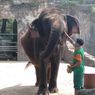 Covid-19 Melonjak, Taman Margasatwa Ragunan Tutup Sementara
