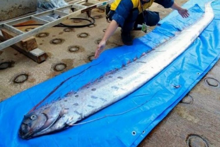 Inilah oarfish yang tertangkap jaring nelayan di prefektur Toyama, Jepang belum lama ini. Ikan tersebut biasanya hidup di laut dalam sehingga kemunculannya memicu kekhawatiran akan kemungkinan terjadinya bencana alam.