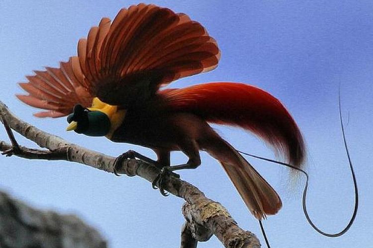 Burung Cendrawasih Merah berada di Kawasan Konservasi Cagar Alam Waigeo Barat, Kabupaten Raja Ampat, Provinsi Papua Barat. Burung eeksotis ini merupakan fauna identitas atau simbol fauna dari Provinsi Papua Barat.
