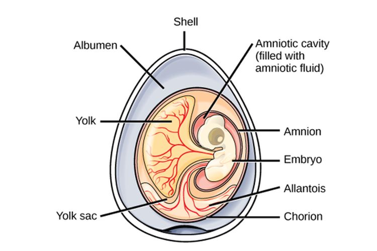 Struktur telur amniota